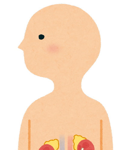 「腎」「膀胱」について